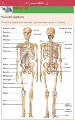 Anatomy & Physiology MIE NCLEX android App screenshot 12