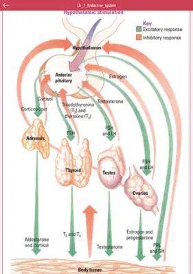 Anatomy & Physiology MIE NCLEX android App screenshot 1